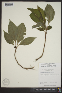 Schisandra glabra image