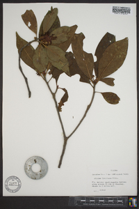 Illicium floridanum image