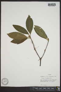 Illicium floridanum image