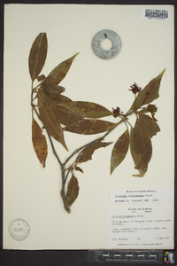 Illicium floridanum image