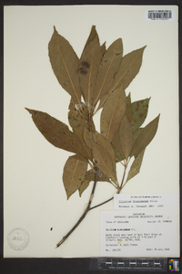 Illicium floridanum image