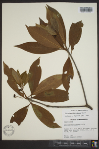 Illicium floridanum image