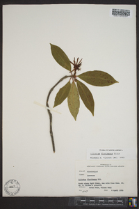 Illicium floridanum image