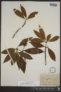 Illicium floridanum image