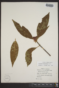 Illicium floridanum image