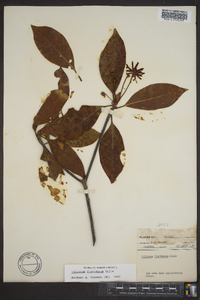 Illicium floridanum image