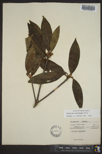 Illicium floridanum image