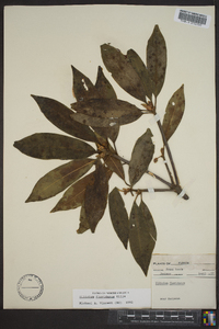 Illicium floridanum image