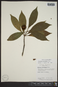 Illicium floridanum image