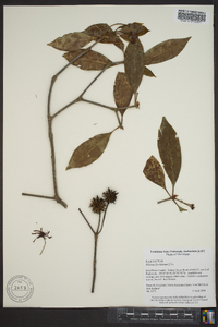 Illicium floridanum image