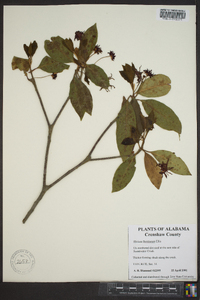 Illicium floridanum image