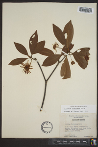 Illicium floridanum image