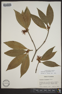 Illicium floridanum image