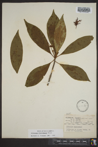 Illicium floridanum image