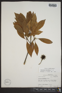 Illicium floridanum image