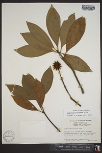 Illicium floridanum image