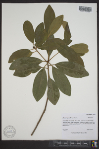 Illicium parviflorum image