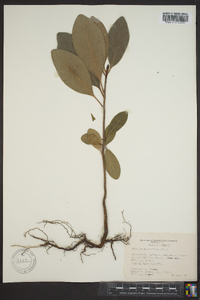 Illicium parviflorum image