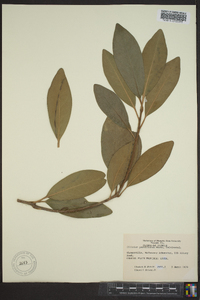 Illicium parviflorum image