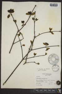 Calycanthus floridus var. floridus image