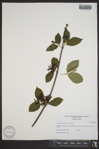 Calycanthus floridus var. floridus image