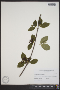 Calycanthus floridus image