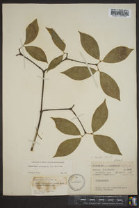 Calycanthus floridus var. floridus image