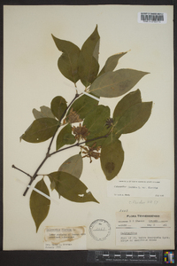 Calycanthus floridus var. floridus image