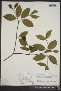 Calycanthus floridus var. floridus image