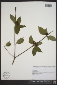 Calycanthus floridus var. floridus image