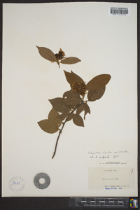 Calycanthus floridus image