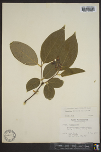 Calycanthus floridus image