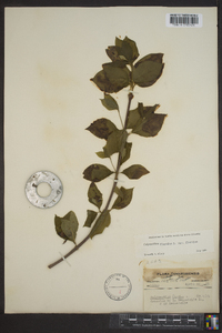 Calycanthus floridus image