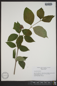 Calycanthus floridus var. floridus image