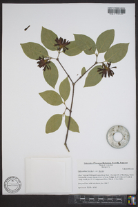 Calycanthus floridus image