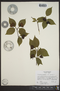 Calycanthus floridus var. floridus image