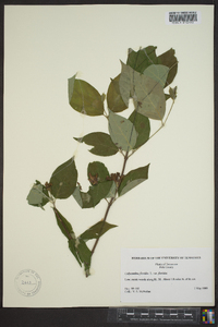 Calycanthus floridus image