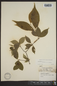 Calycanthus floridus image