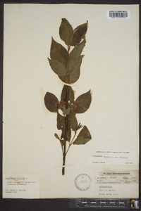 Calycanthus floridus var. floridus image