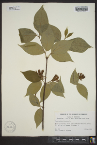 Calycanthus floridus image