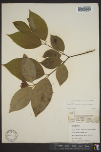 Calycanthus floridus image