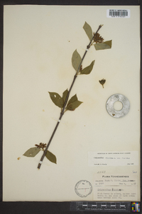 Calycanthus floridus var. floridus image