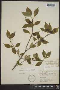 Calycanthus floridus image