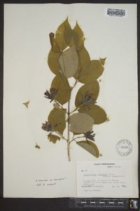 Calycanthus floridus image