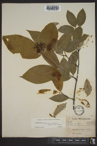 Calycanthus floridus var. laevigatus image