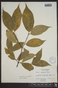 Calycanthus floridus var. laevigatus image