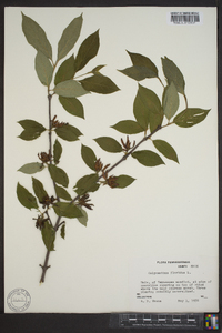 Calycanthus floridus image