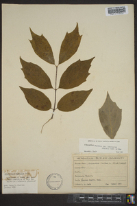 Calycanthus floridus var. laevigatus image