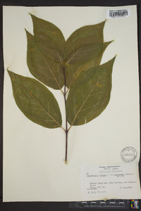 Calycanthus floridus image