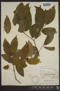 Calycanthus floridus image